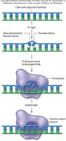 Excision repair of thymine dimers