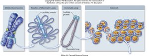 Chromosome and DNA packaging in eukaryotes