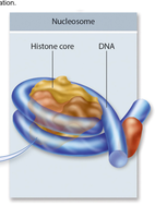 Nucleosome structure: DNA wrapped around histone core