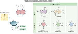 Nucleotide structure and nitrogenous bases