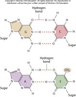 Hydrogen bonding between DNA bases