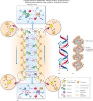 Three views of DNA structure