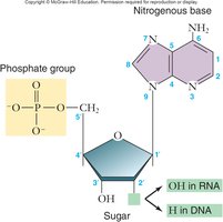 RNA nucleotide structure