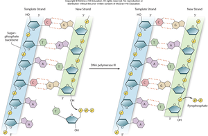 DNA polymerase and strand synthesis