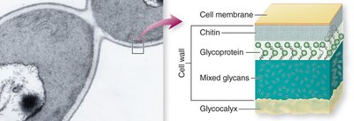 Structure of fungal cell wall