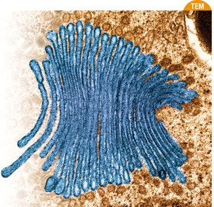 ER and Golgi apparatus functions