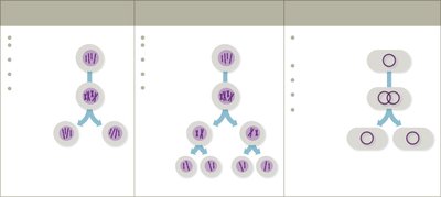 Comparison of mitosis, meiosis, and binary fission