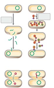 Diagram of transformation, transduction, and conjugation in bacteria