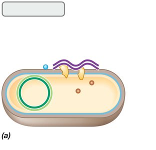 DNA binding to the bacterial cell surface during transformation