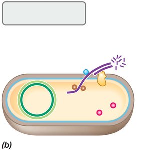 Uptake of single-stranded DNA during transformation