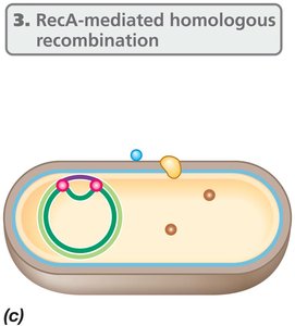 RecA-mediated homologous recombination
