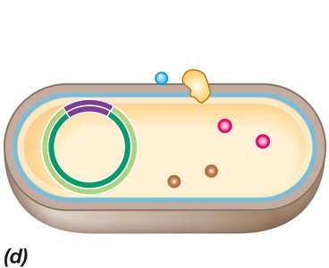 Resulting recombinant bacterial cell after transformation