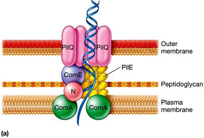 DNA uptake system in Neisseria gonorrhoeae