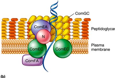 DNA uptake system in Bacillus subtilis
