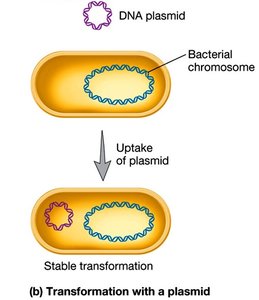 Restriction enzyme digestion and ligation to create recombinant DNA