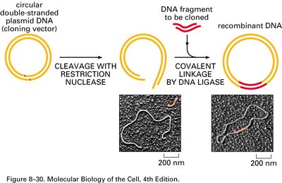 Introduction and amplification of recombinant plasmid in bacteria