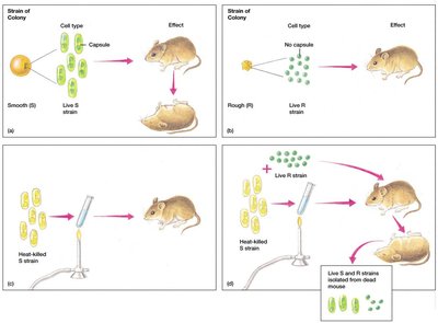 Griffith's experiment with S and R strains in mice
