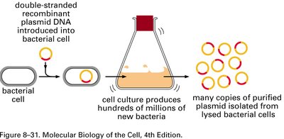 Restriction enzyme recognition sites and cleavage patterns