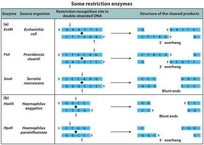 Cloning of donor DNA fragments using restriction enzymes and transformation