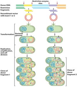 Map of pUC19 plasmid with multiple cloning site
