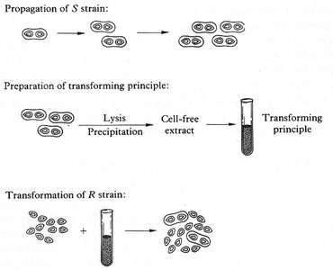 Preparation and testing of the transforming principle