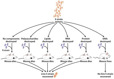 Destruction of different macromolecules in S strain extract and effect on transformation