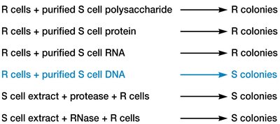 Summary of transformation experiments with purified macromolecules