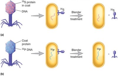 Hershey-Chase experiment with labeled phage DNA and protein