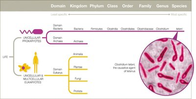 Taxonomic hierarchy from domain to species