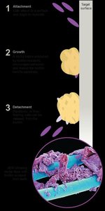 Stages of biofilm formation