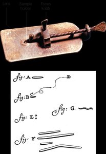 Early microscope and drawings by van Leeuwenhoek