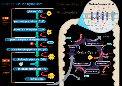 Summary diagram of glycolysis, Krebs cycle, and electron transport chain in cellular respiration