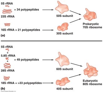 Translation of mRNA into polypeptides