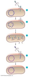 Transduction: DNA transfer via bacteriophage