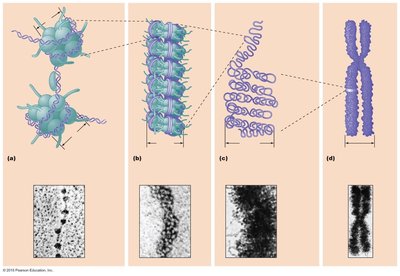 Eukaryotic chromosomal packaging from nucleosomes to chromosomes