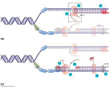 DNA replication fork showing leading and lagging strand synthesis