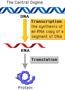Central dogma: DNA to RNA to protein