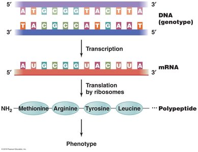 Genotype to phenotype: DNA to mRNA to protein