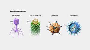 Examples of viruses: bacteriophage, tobacco mosaic virus, adenovirus, influenza virus
