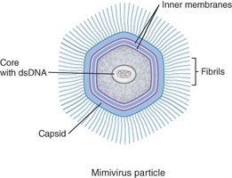 Mimivirus particle structure