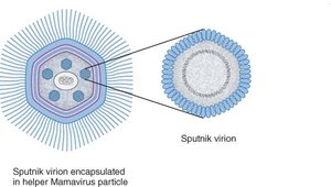 Sputnik virophage within Mamavirus particle