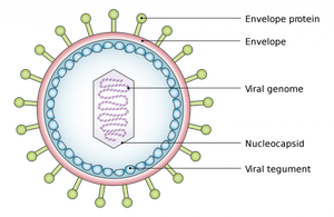 Non-enveloped and enveloped virus structure