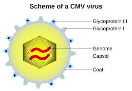 Capsid structure with capsomeres