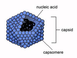 Capsid symmetry: icosahedral, helical, complex