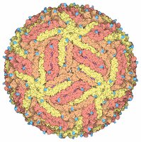 Zika virus structure