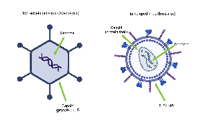 Diagram of non-enveloped and enveloped virus structure