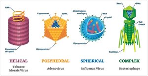 Virus shapes: helical, polyhedral, spherical, complex