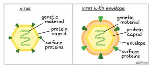 Comparison of non-enveloped and enveloped viruses