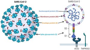 SARS-CoV-2 spike protein and entry mechanism