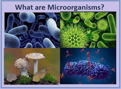 Examples of microorganisms: bacteria, fungi, viruses